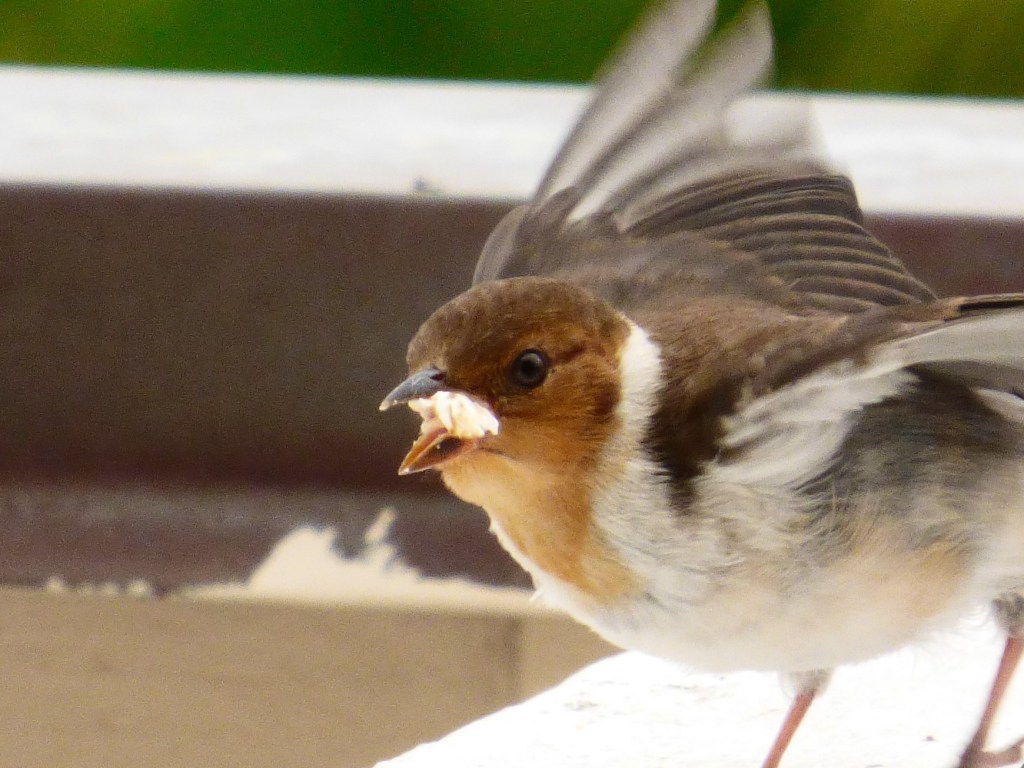 This image has an empty alt attribute; its file name is baby-feeding-3.jpg